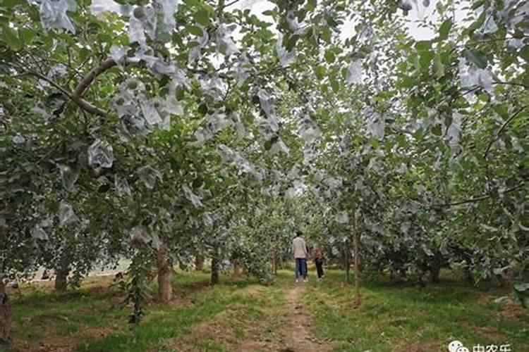 苹果树施肥时间,用什么水溶肥好