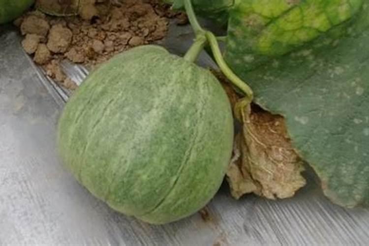 甜瓜膨大期的施肥方法