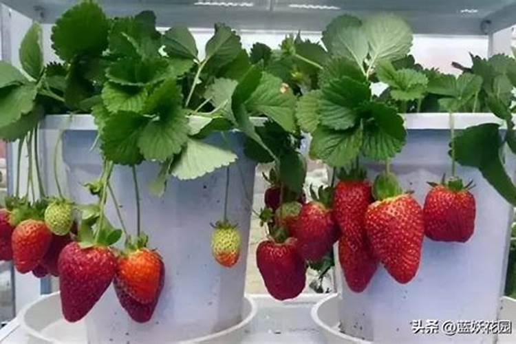 草莓开花期用什么肥料好