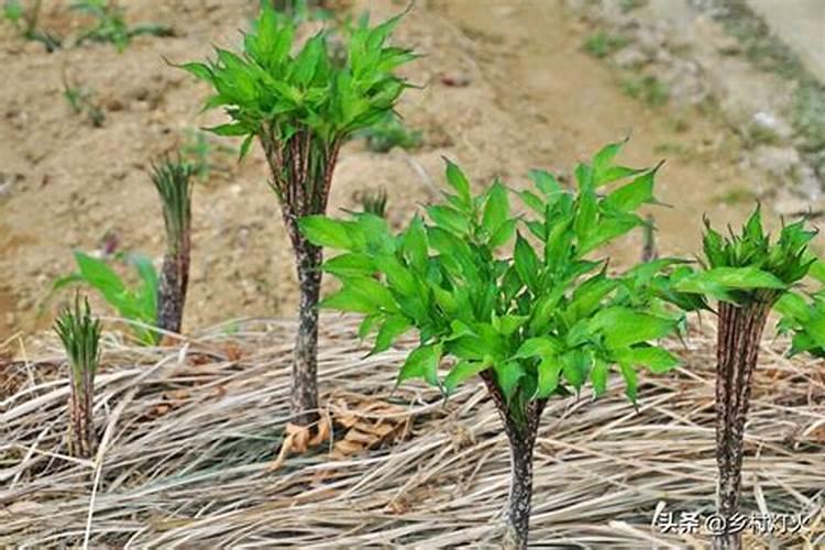 魔芋种植要用什么肥料不会烂？