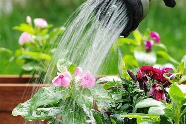 自制浇花肥料水