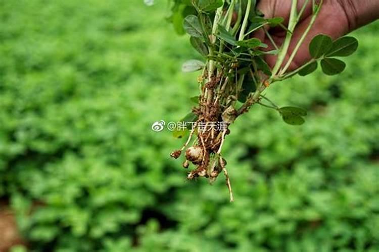 花生专用叶面肥