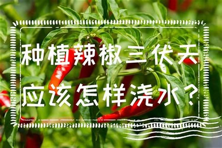 盆栽洋牡丹叶子垂下来怎么救？