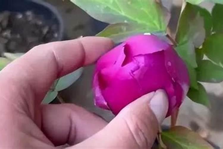 牡丹花可以喷叶面肥吗 注意事项有哪些
