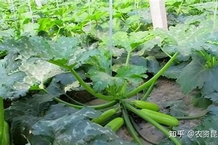 西葫芦畸形果的预防方法 出现畸形果怎么办