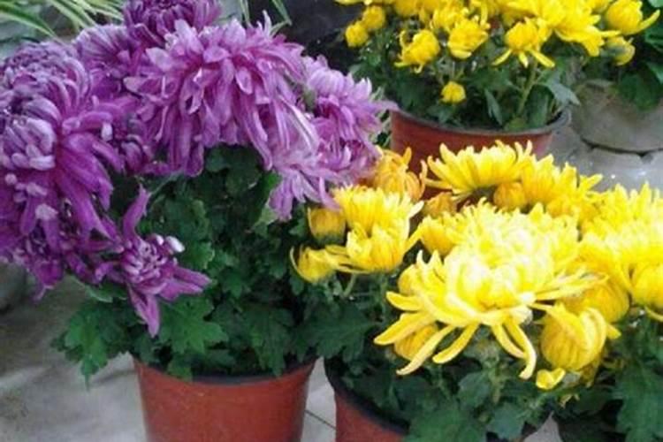 菊花秋天如何施肥