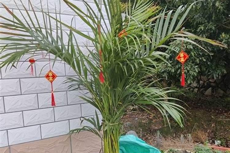 凤尾竹怎么养