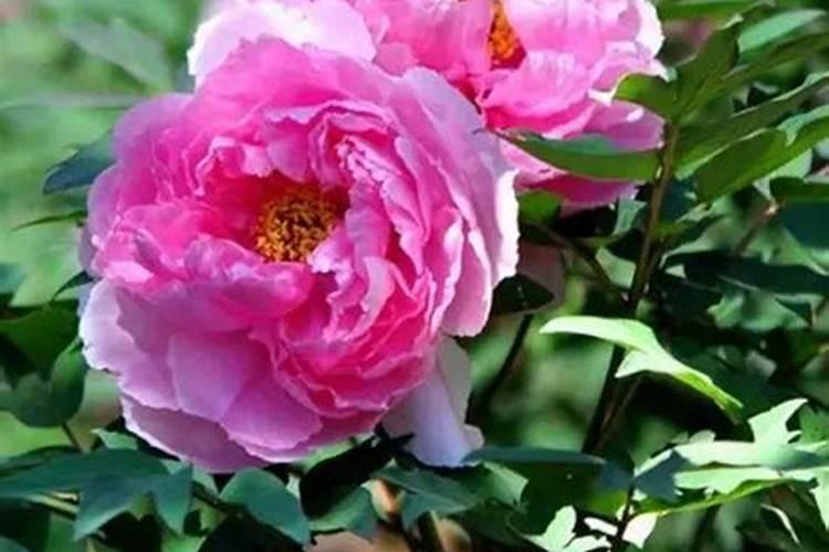 牡丹萌芽了什么时候施肥,用什么肥
