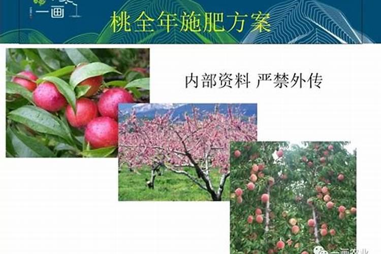 桃树什么时候施肥效果好,桃树施肥最佳时间