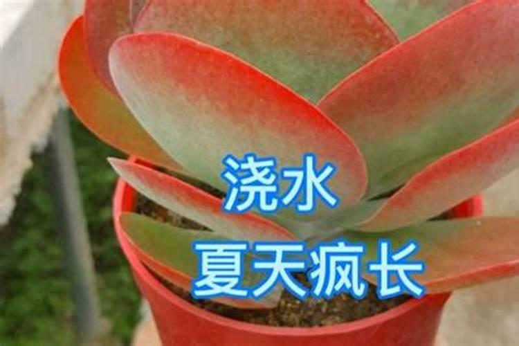 十二卷多肉怎么养