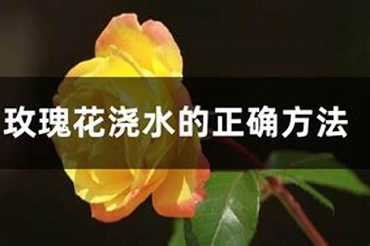 玫瑰花叶子发黄怎么办,玫瑰花叶子发黄解决办法