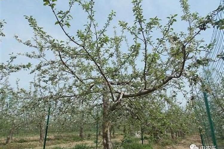 果树施什么肥料最好？