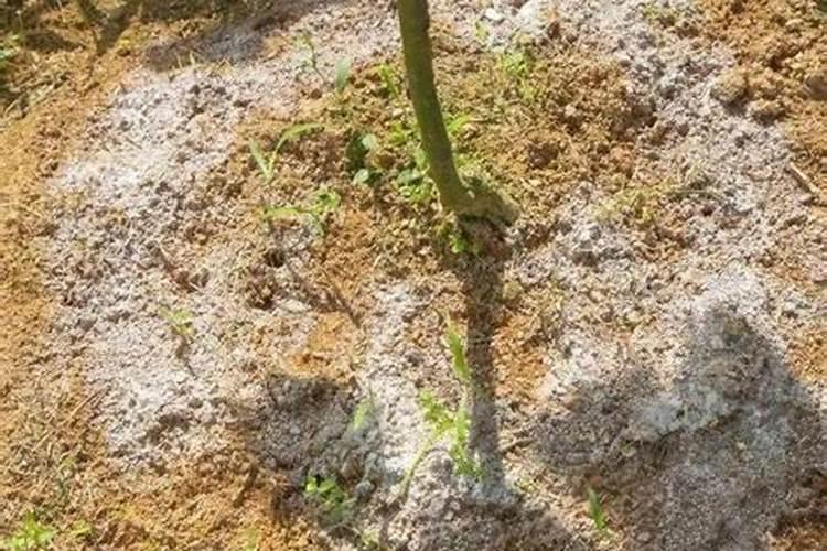 种植果树的时候使用酵素和农家肥,哪个效果更好？