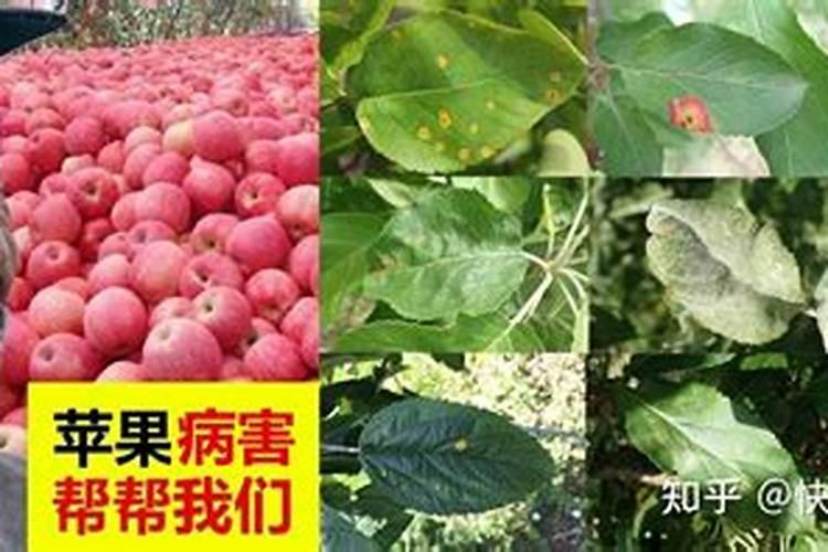 如何做好苹果果实采收后的病虫害防治