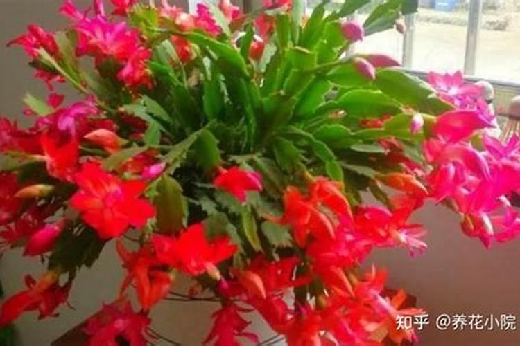 蟹爪兰开花应该用什么肥料 磷钾肥能促进花芽分化
