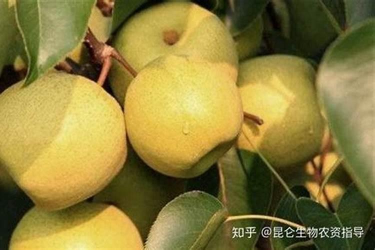 膨果最快最好的叶面肥