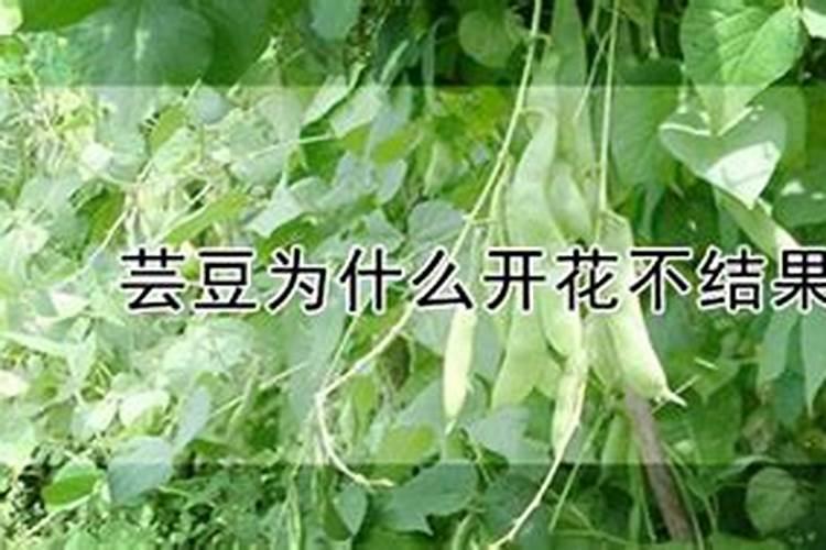 速乐硼在大棚芸豆隔几天喷一次