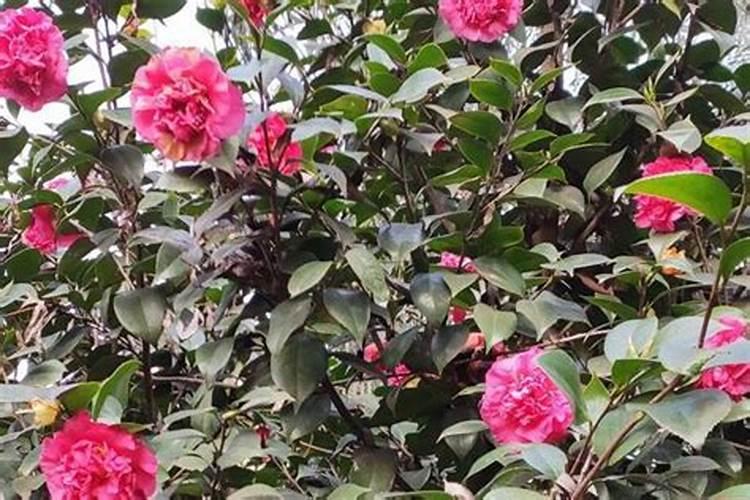 山茶花浇什么肥料合适