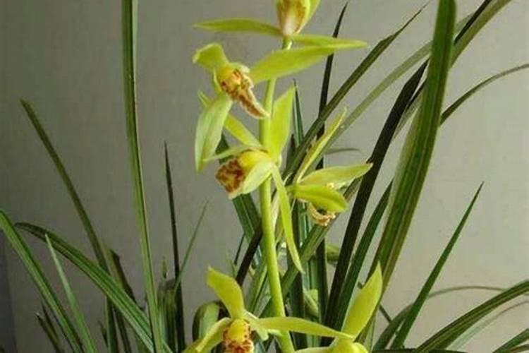 10月份兰花怎么浇水,怎么施肥
