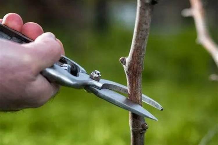 请问老师,葡萄夏剪以后,需要追啥样的肥料好,