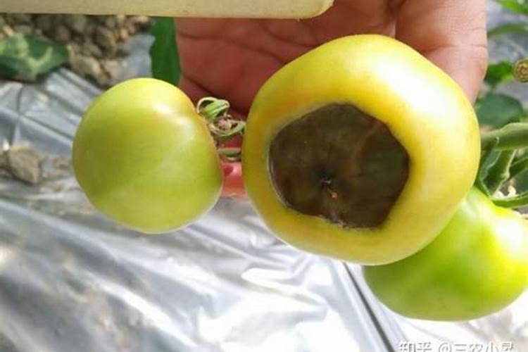番茄 种植 怎么 补钙
