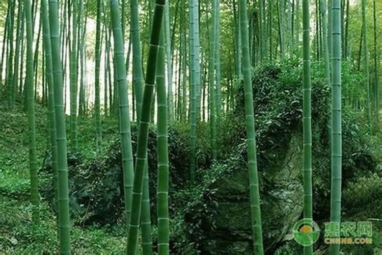 如何管理芒果开花及结果期