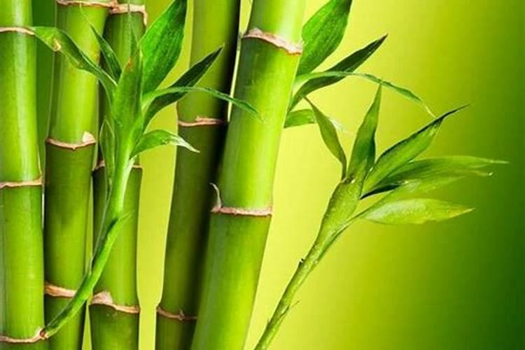 韭黄的种植管理技术