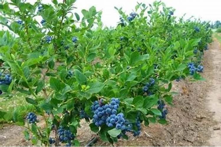 柠檬树施什么肥料最好