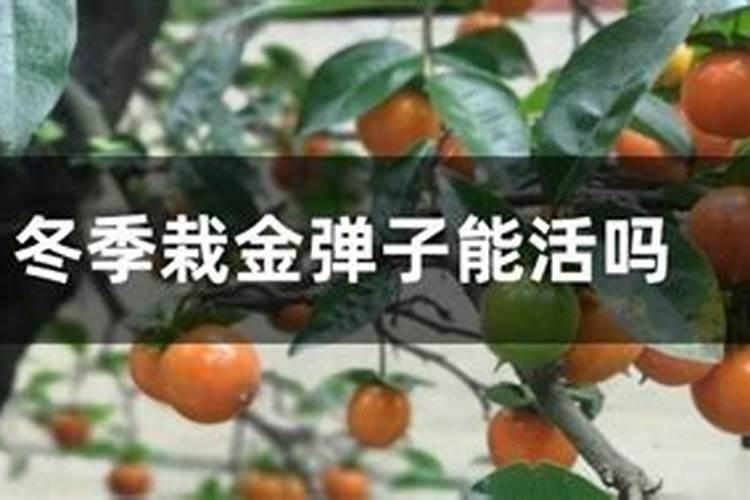 金弹子下山桩冬天怎样才能养活,在冬天可以栽活吗