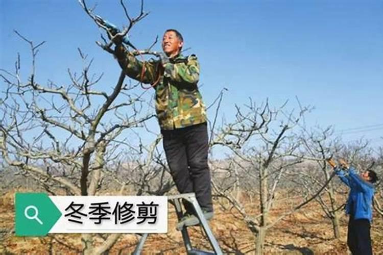 苹果树施肥的方法