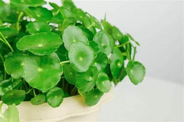 铜钱草冻蔫了怎么办