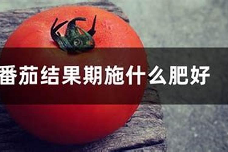 桔子树用什么肥料最好