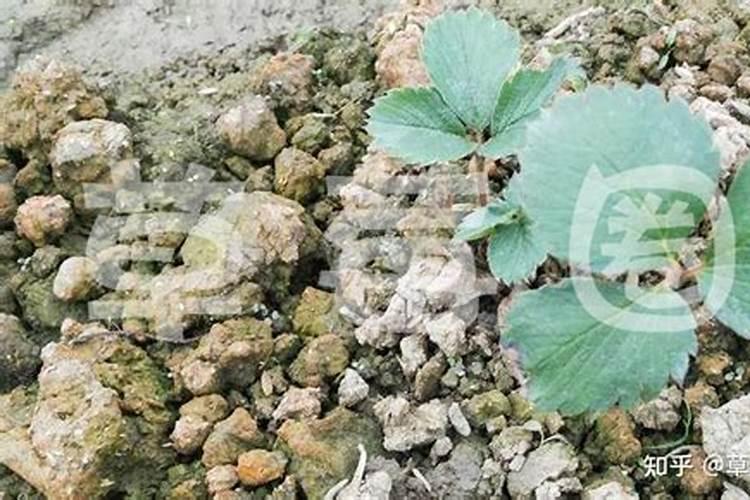 冬天大棚西红柿可以冲钙肥吗