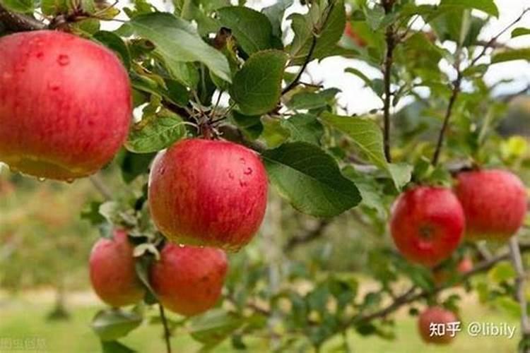 苹果果实膨大需要什么肥料？苹果一次冲施多少肥料？苹果叶面肥用...