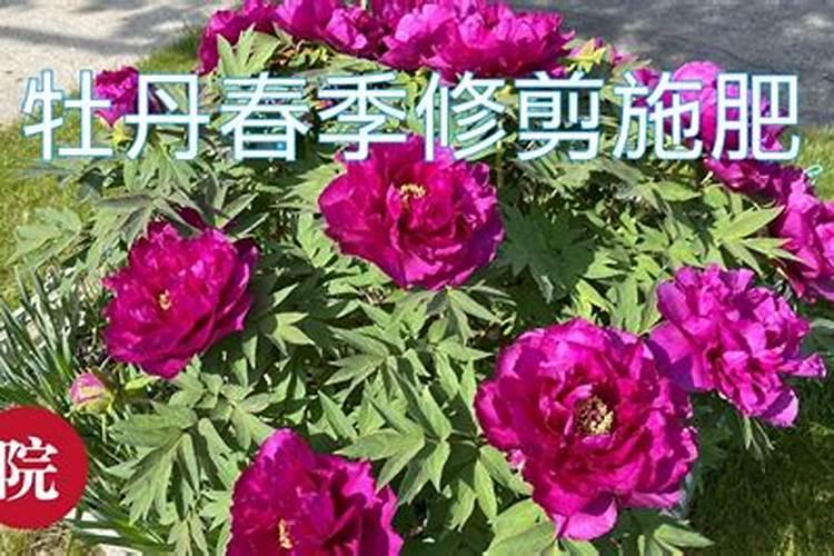 牡丹花春天发芽后怎么养
