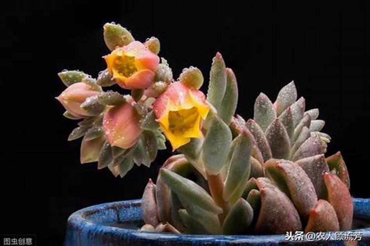 盆栽多肉植物施什么肥 该如何施肥