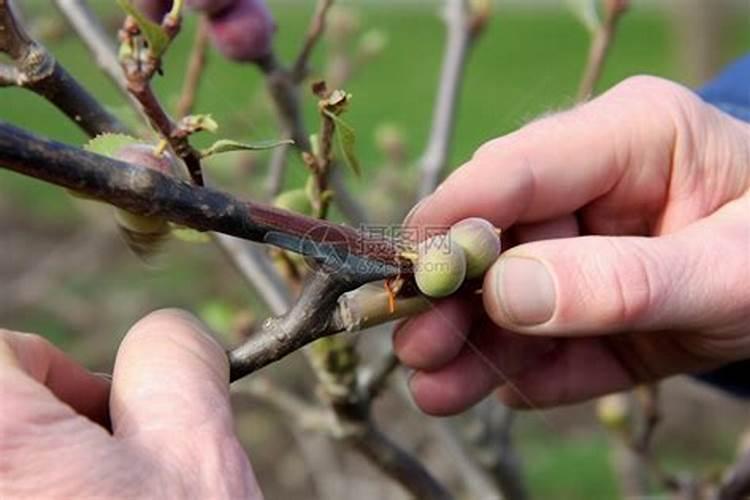 百香果如何科学使用叶面肥？