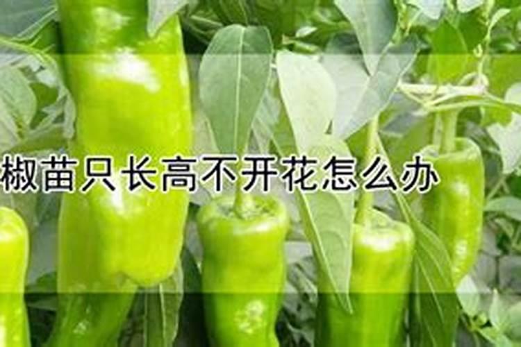 种植辣椒应该用什么叶面肥？老农是如何操作的？