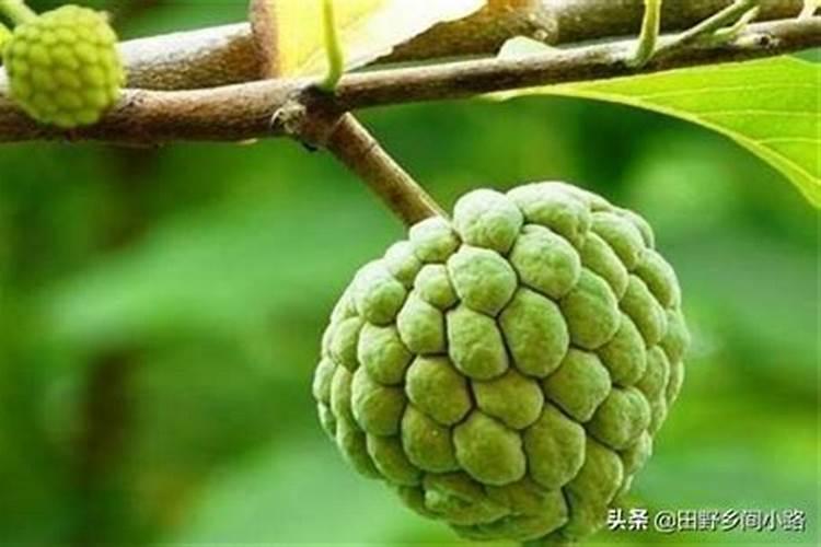 释迦果高产种植方法 释迦果怎么育种