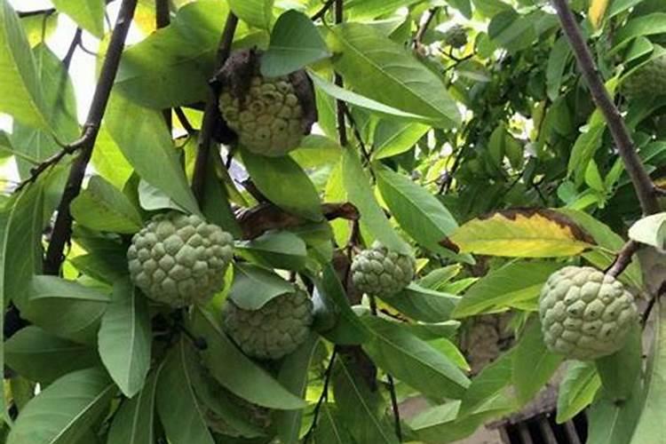 释迦果什么时间种植为宜 释迦果种植方法介绍