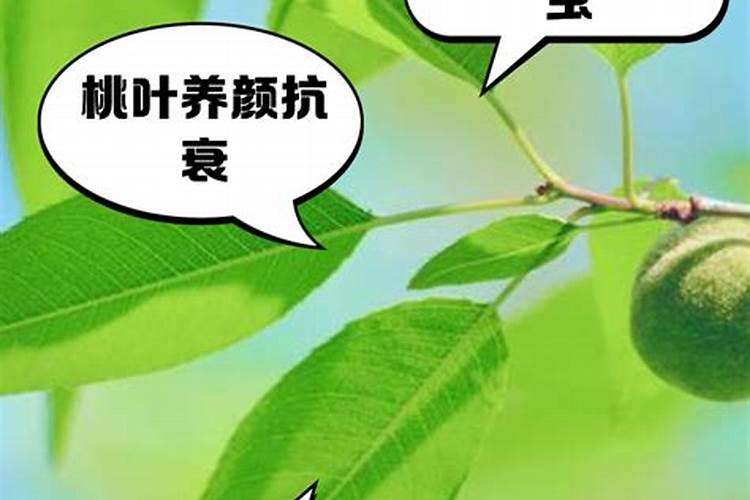 无花果应该用什么复合肥,是用硫酸钾还是氯化钾