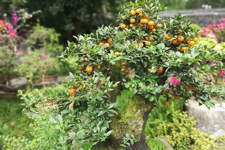 钾肥在玉米种植中的作用？