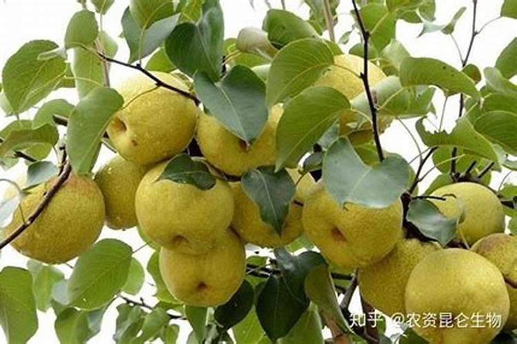 金银花用什么叶面肥好