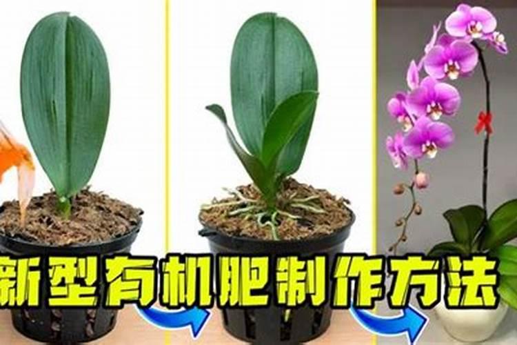 最好的兰花肥专用肥哪种最好