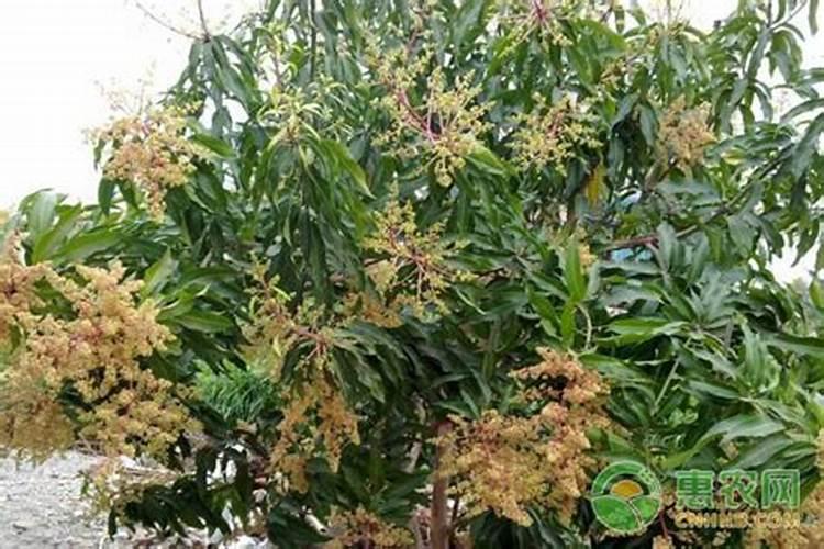 芒果开花期如何管理授粉(芒果花期栽培与管理技术要点)