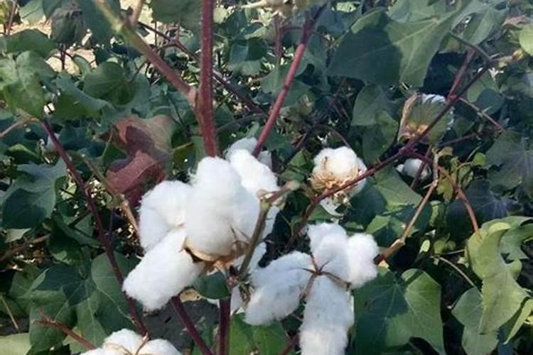 棉花头水滴什么肥料