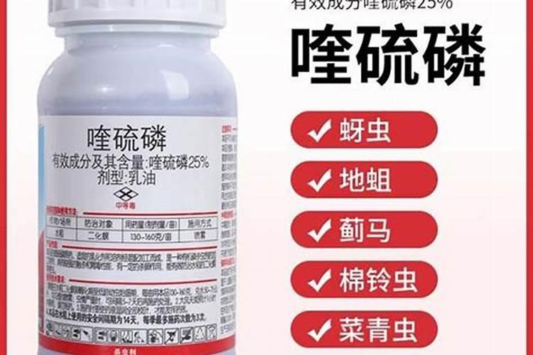 芒果病虫害——近期芒果比较易出现的是什么病虫害呢？