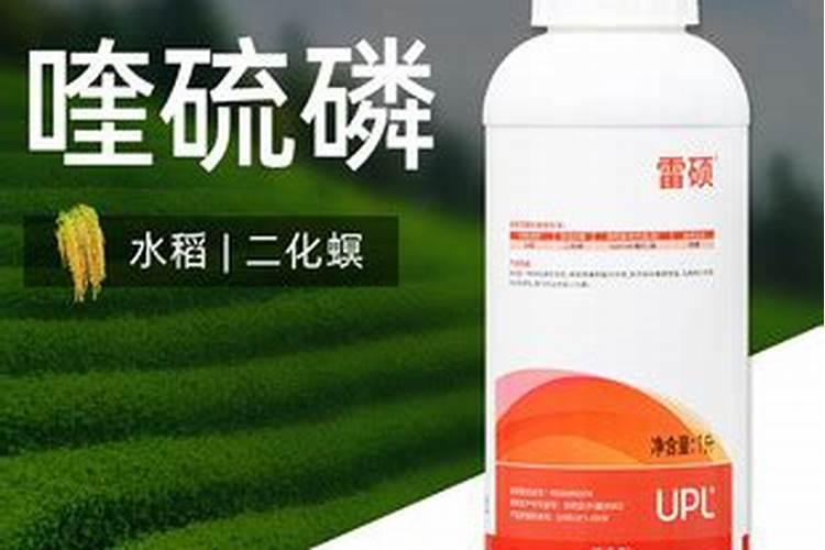 韭菜种植有什么病害？