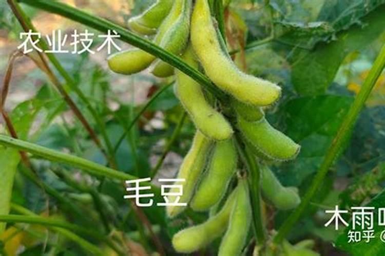 毛豆种子怎么种？