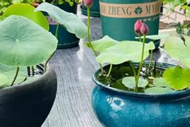 碗莲施什么肥最好